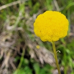 Craspedia variabilis (Common Billy Buttons) at Coree, ACT - 20 Oct 2021 by trevorpreston