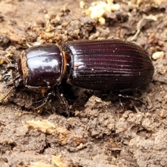 Aulacocyclus edentulus (Passalid beetle) at Coree, ACT - 20 Oct 2021 by trevorpreston