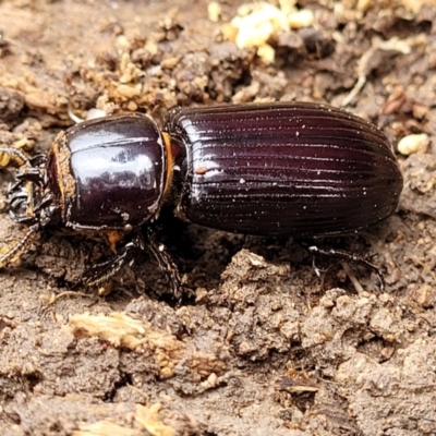 Aulacocyclus edentulus (Passalid beetle) at Coree, ACT - 20 Oct 2021 by tpreston