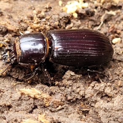 Aulacocyclus edentulus (Passalid beetle) at Sherwood Forest - 20 Oct 2021 by trevorpreston