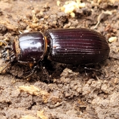 Aulacocyclus edentulus (Passalid beetle) at Coree, ACT - 20 Oct 2021 by tpreston