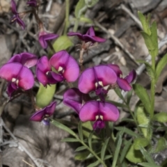 Swainsona sericea (Silky Swainson-Pea) at Hawker, ACT - 17 Oct 2021 by AlisonMilton