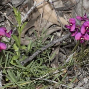 Swainsona sericea at Hawker, ACT - 17 Oct 2021