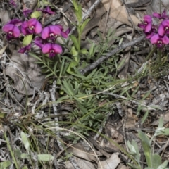 Swainsona sericea at Hawker, ACT - 17 Oct 2021 12:25 PM