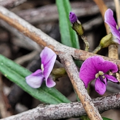 Glycine clandestina (Twining Glycine) at Sherwood Forest - 20 Oct 2021 by tpreston