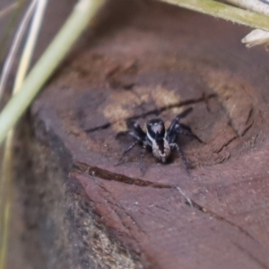 Jotus sp. (genus) at Cook, ACT - 18 Oct 2021 03:44 PM