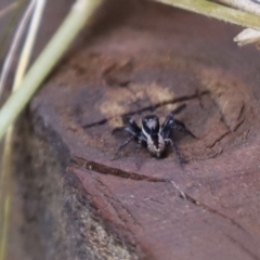 Jotus sp. (genus) (Unidentified Jotus Jumping Spider) at Cook, ACT - 18 Oct 2021 by Tammy