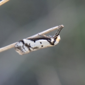 Philobota lysizona at Mount Clear, ACT - 8 Oct 2021 11:40 AM