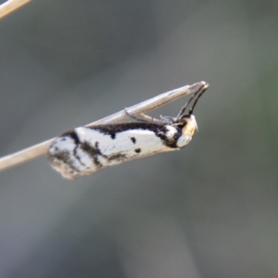 Philobota lysizona (A concealer moth) at Namadgi National Park - 8 Oct 2021 by SWishart