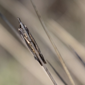 Philobota lysizona at Mount Clear, ACT - 8 Oct 2021 11:40 AM