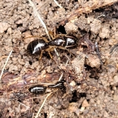 Camponotus sp. (genus) (A sugar ant) at Coree, ACT - 20 Oct 2021 by tpreston