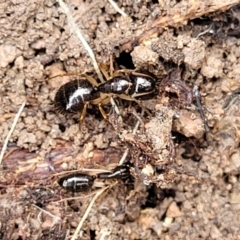 Camponotus sp. (genus) (A sugar ant) at Coree, ACT - 20 Oct 2021 by trevorpreston