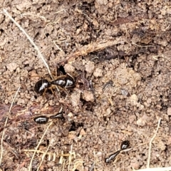 Camponotus sp. (genus) at Coree, ACT - 20 Oct 2021