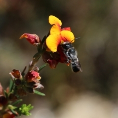 Unidentified Bee (Hymenoptera, Apiformes) at Glenroy, NSW - 16 Oct 2021 by KylieWaldon