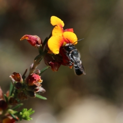 Megachile (Hackeriapis) canifrons at Nail Can Hill - 16 Oct 2021 by KylieWaldon