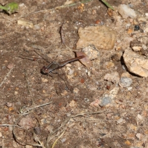 Diplacodes bipunctata at Glenroy, NSW - 16 Oct 2021