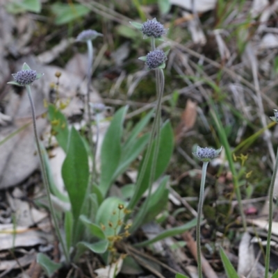Brunonia australis (Blue Pincushion) at Nail Can Hill - 16 Oct 2021 by KylieWaldon