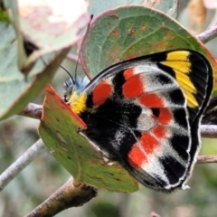 Delias harpalyce (Imperial Jezebel) at Coree, ACT - 20 Oct 2021 by trevorpreston