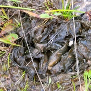 Nostoc sp. (genus) at Coree, ACT - 20 Oct 2021