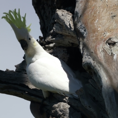 Cacatua galerita (Sulphur-crested Cockatoo) at Pialligo, ACT - 19 Oct 2021 by jb2602