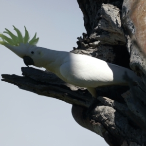 Cacatua galerita at Pialligo, ACT - 19 Oct 2021 01:16 PM