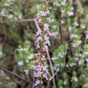 Stylidium graminifolium at Glenroy, NSW - 16 Oct 2021