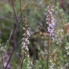 Stylidium graminifolium at Glenroy, NSW - 16 Oct 2021