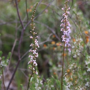 Stylidium graminifolium at Glenroy, NSW - 16 Oct 2021 01:24 PM