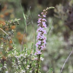 Stylidium graminifolium at Glenroy, NSW - 16 Oct 2021 01:24 PM