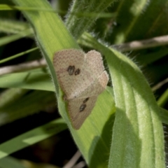 Epicyme rubropunctaria (Red-spotted Delicate) at Hawker, ACT - 17 Oct 2021 by AlisonMilton