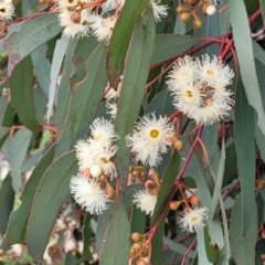 Eucalyptus bridgesiana (Apple Box) at Sherwood Forest - 20 Oct 2021 by tpreston