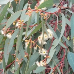 Eucalyptus bridgesiana at Sherwood Forest - 20 Oct 2021