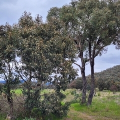 Eucalyptus bridgesiana at Sherwood Forest - 20 Oct 2021