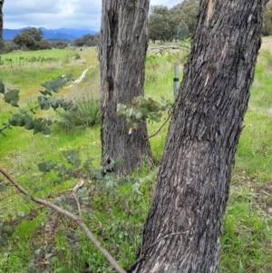 Eucalyptus bridgesiana at Sherwood Forest - 20 Oct 2021
