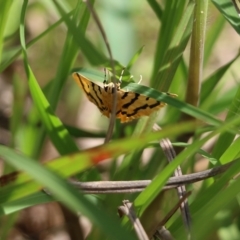 Unidentified Pyralid or Snout Moth (Pyralidae & Crambidae) at Glenroy, NSW - 16 Oct 2021 by KylieWaldon
