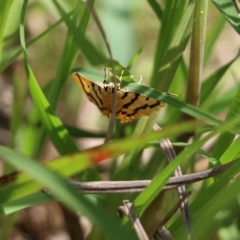 Dichocrocis clytusalis (Kurrajong Leaf-tier, Kurrajong Bag Moth) at Glenroy, NSW - 16 Oct 2021 by KylieWaldon