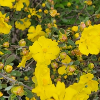 Hibbertia obtusifolia (Grey Guinea-flower) at Sherwood Forest - 20 Oct 2021 by tpreston