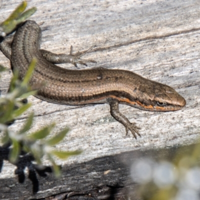 Pseudemoia entrecasteauxii (Woodland Tussock-skink) at Cotter River, ACT - 6 Oct 2021 by SWishart