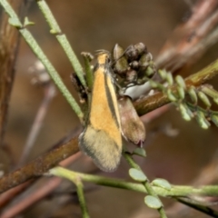 Philobota undescribed species near arabella (A concealer moth) at The Pinnacle - 17 Oct 2021 by AlisonMilton