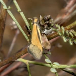 Philobota undescribed species near arabella at Hawker, ACT - 17 Oct 2021