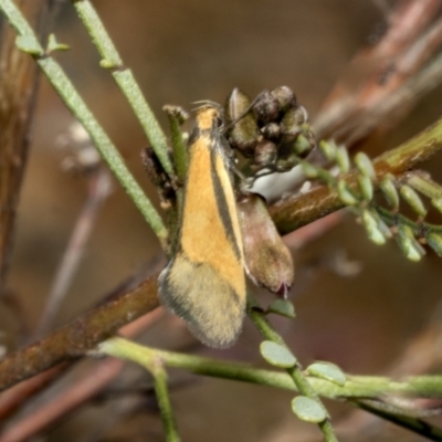 Philobota undescribed species near arabella (A concealer moth) at The Pinnacle - 17 Oct 2021 by AlisonMilton