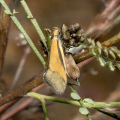 Philobota undescribed species near arabella (A concealer moth) at Hawker, ACT - 17 Oct 2021 by AlisonMilton