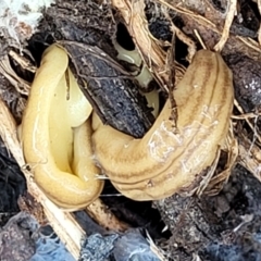 Fletchamia quinquelineata (Five-striped flatworm) at Coree, ACT - 20 Oct 2021 by trevorpreston