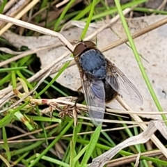 Calliphora sp. (genus) (Unidentified blowfly) at Sherwood Forest - 20 Oct 2021 by tpreston