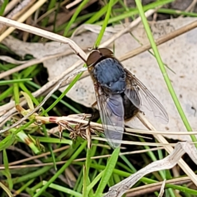 Calliphora sp. (genus) (Unidentified blowfly) at Coree, ACT - 20 Oct 2021 by trevorpreston