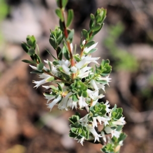 Brachyloma daphnoides at Albury, NSW - 16 Oct 2021