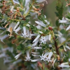 Brachyloma daphnoides at Albury, NSW - 16 Oct 2021