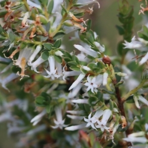 Brachyloma daphnoides at Albury, NSW - 16 Oct 2021