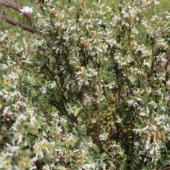 Brachyloma daphnoides at Albury, NSW - 16 Oct 2021