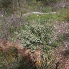 Brachyloma daphnoides at Albury, NSW - 16 Oct 2021